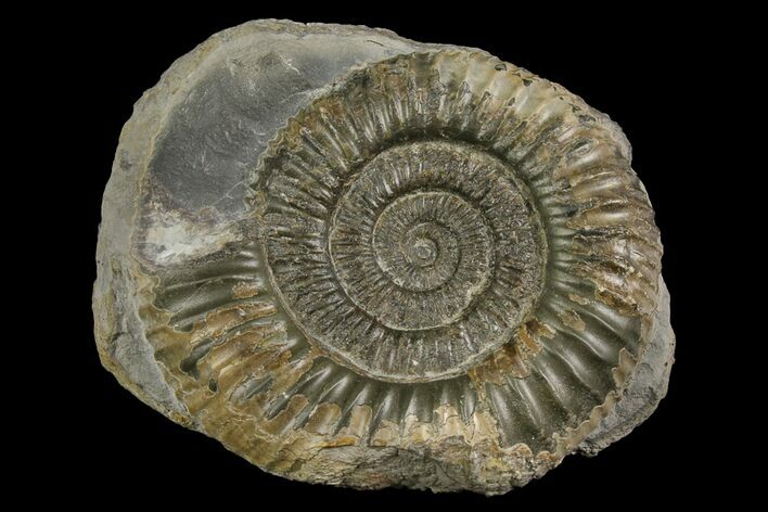 Ammonite (Dactylioceras) Fossil - England #174285